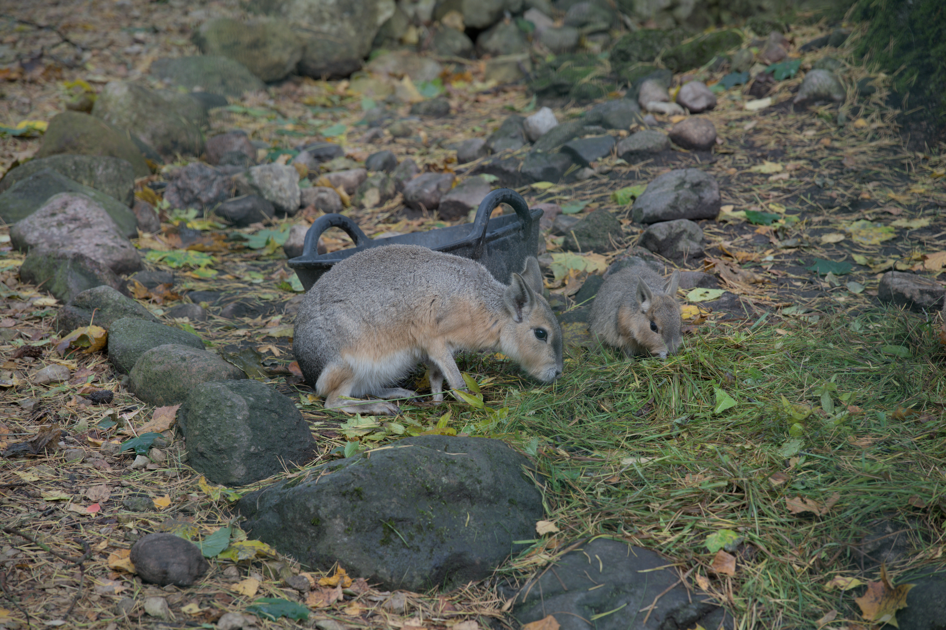 2025/10/12 - zoo/DSC_0012.jpg